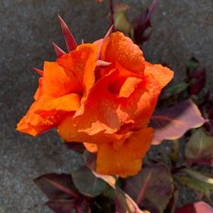 Meet your Posher, Denelle